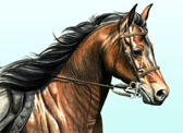 Arabian Equine art - Power in Hand